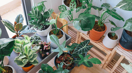 A collection of various potted houseplants indoors.