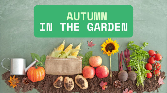 Overhead shot of autumn harvest vegetables and gardening tools on dark soil, with a green banner reading "AUTUMN IN THE GARDEN". Includes corn, pumpkins, potatoes, apples, beetroot, tomatoes, a sunflower, a watering can, and autumn leaves