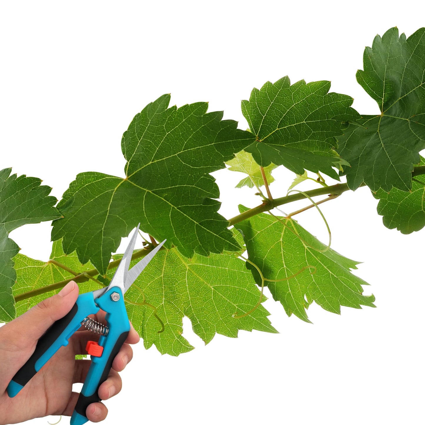 Kéo cắt tỉa đa năng Greener – Máy cắt tỉa bằng thép không gỉ NZ