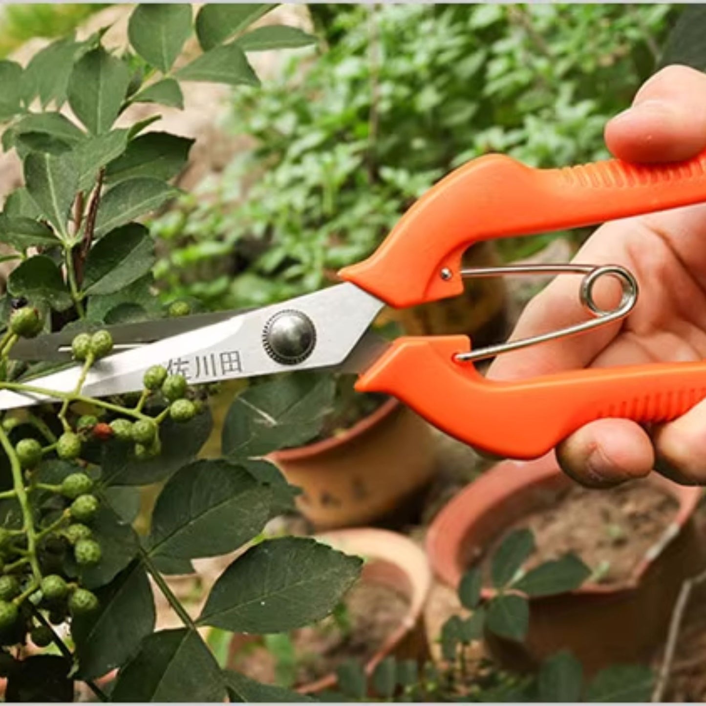 Kéo cắt tỉa Sagawa: Dụng cụ làm vườn bằng thép không gỉ SK5 chính xác