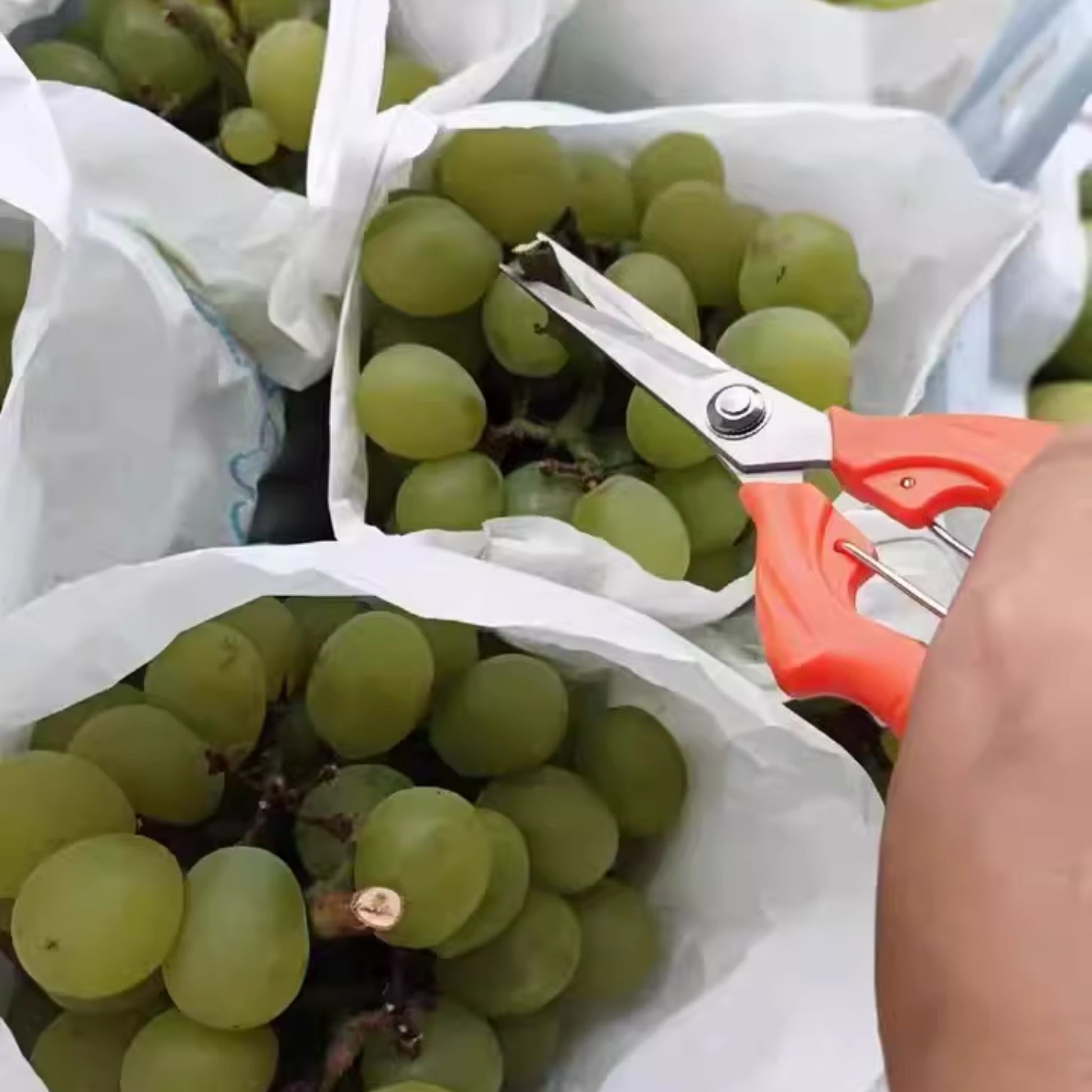Delixi fruit and flower pruning scissors with orange handles being used to carefully trim bunches of fresh green grapes