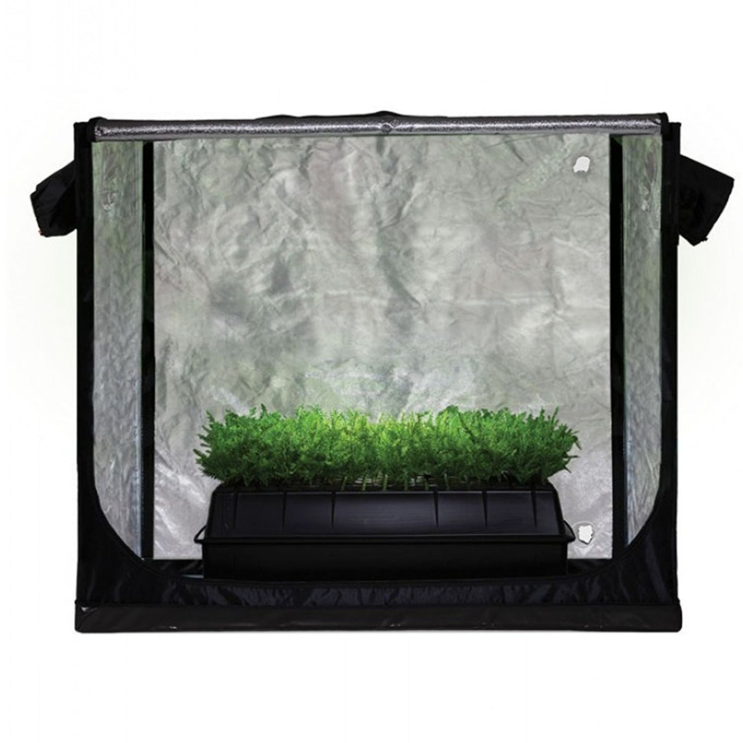 Compact Jungle Room Propagation Tent 85cm x 50cm x 80cm, with a reflective interior, containing a tray of young green seedlings or clones, perfect for early-stage plant development in New Zealand