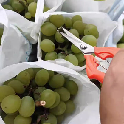 Delixi fruit and flower pruning scissors with orange handles being used to carefully trim bunches of fresh green grapes